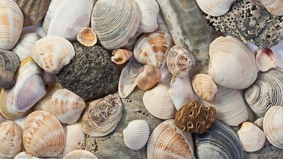 seashells as an amulet of good luck