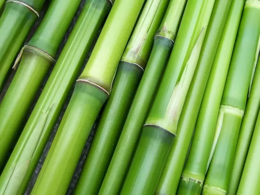 good luck amulet - bamboo