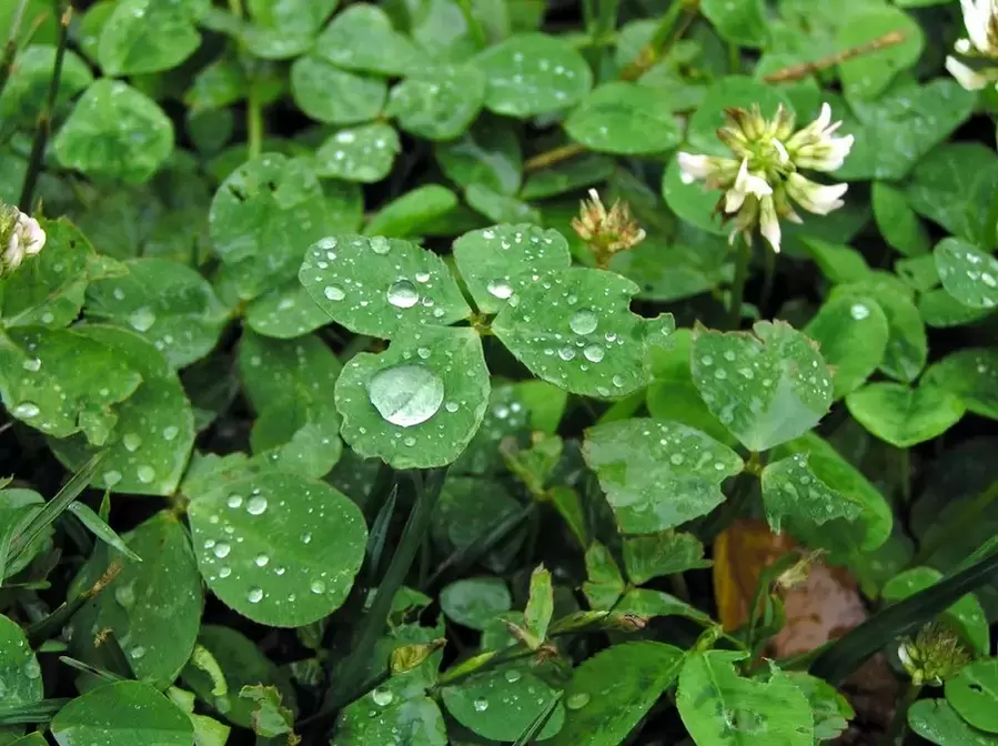 good luck charm - four leaf clover